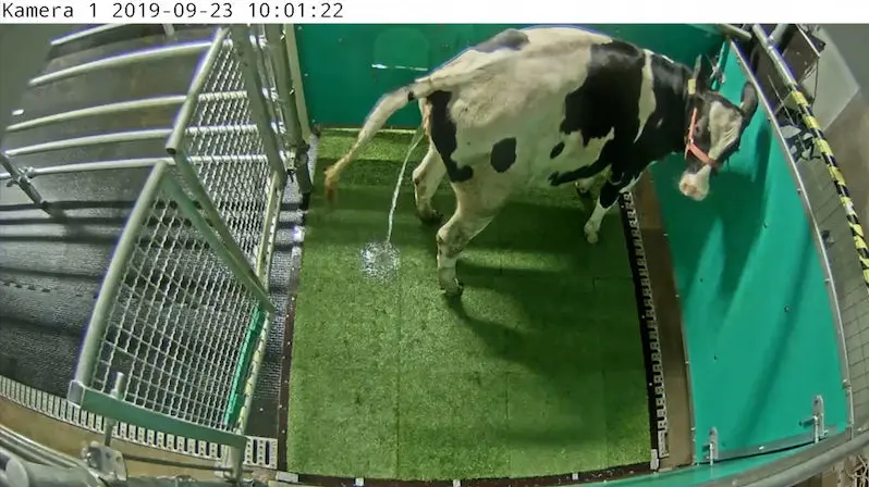German scientists teach cows to go to the toilet